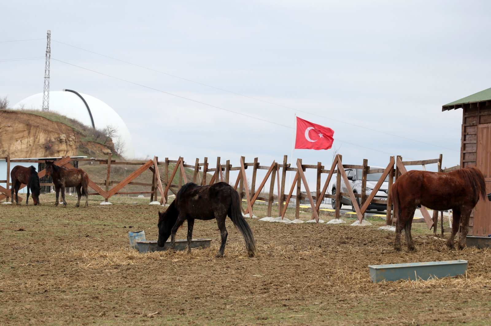 Sepeda roda tiga untuk skema gerobak menyelamatkan kuda di Edirne Turki