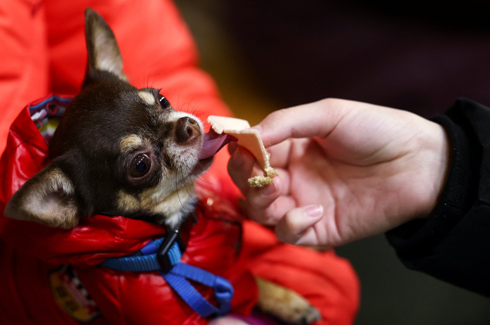 Women from Ukraine, Alina and Elena, feed their dog Archie as they wait for transport after arriving at Berlin&#039;s central station, following Russia&#039;s invasion of Ukraine, in Berlin, Germany, March 7, 2022. (REUTERS)