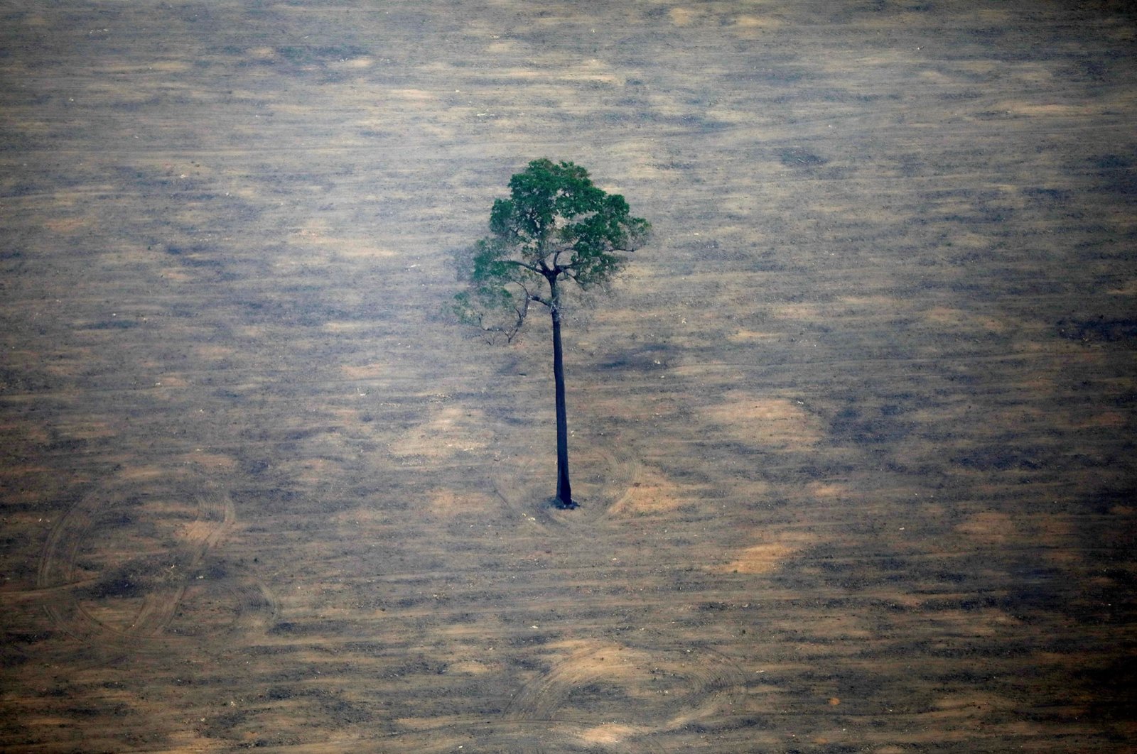 Hutan hujan Amazon mendekati ‘titik kritis’ kematian