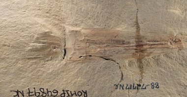 A fossil of the cephalopod species Syllipsimopodi bideni, the oldest-known relative of today's octopuses, Montana, U.S., March 8, 2022. (Reuters Photo)