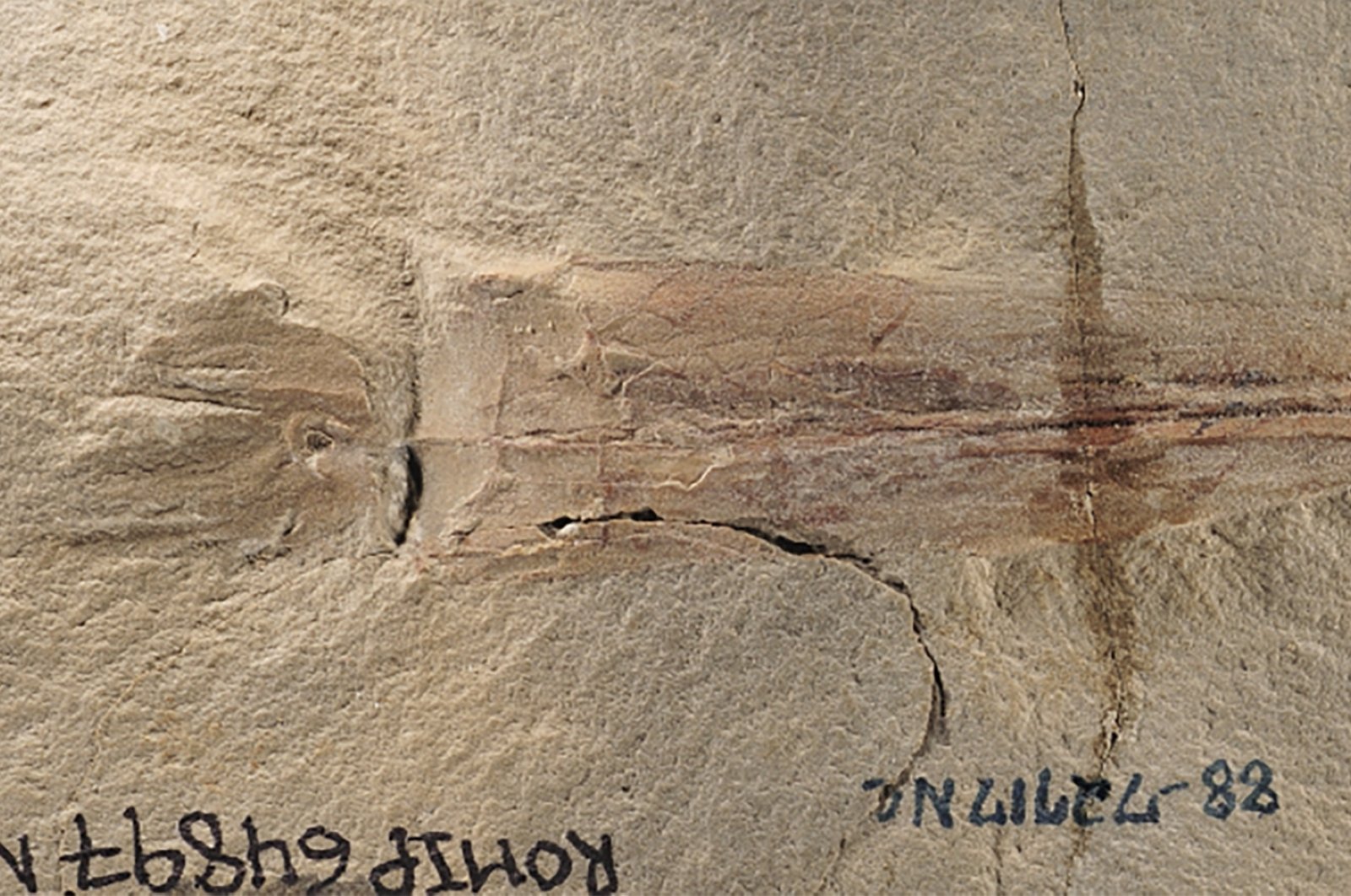 Temui ‘dekapus’: Fosil gurita dengan 10 lengan ditemukan di AS