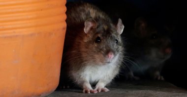 Brown rats crawl through trash at Union Station Plaza in Washington, U.S., Jan. 12, 2022. (AFP Photo)