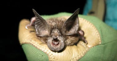 A handout photo made available by the Bat Conservation International organization shows a bat of the species Rhinolophus hilli found in one of the caves in Nyungwe National Park, Nyungwe, Rwanda, March 8, 2022. (EPA Photo)