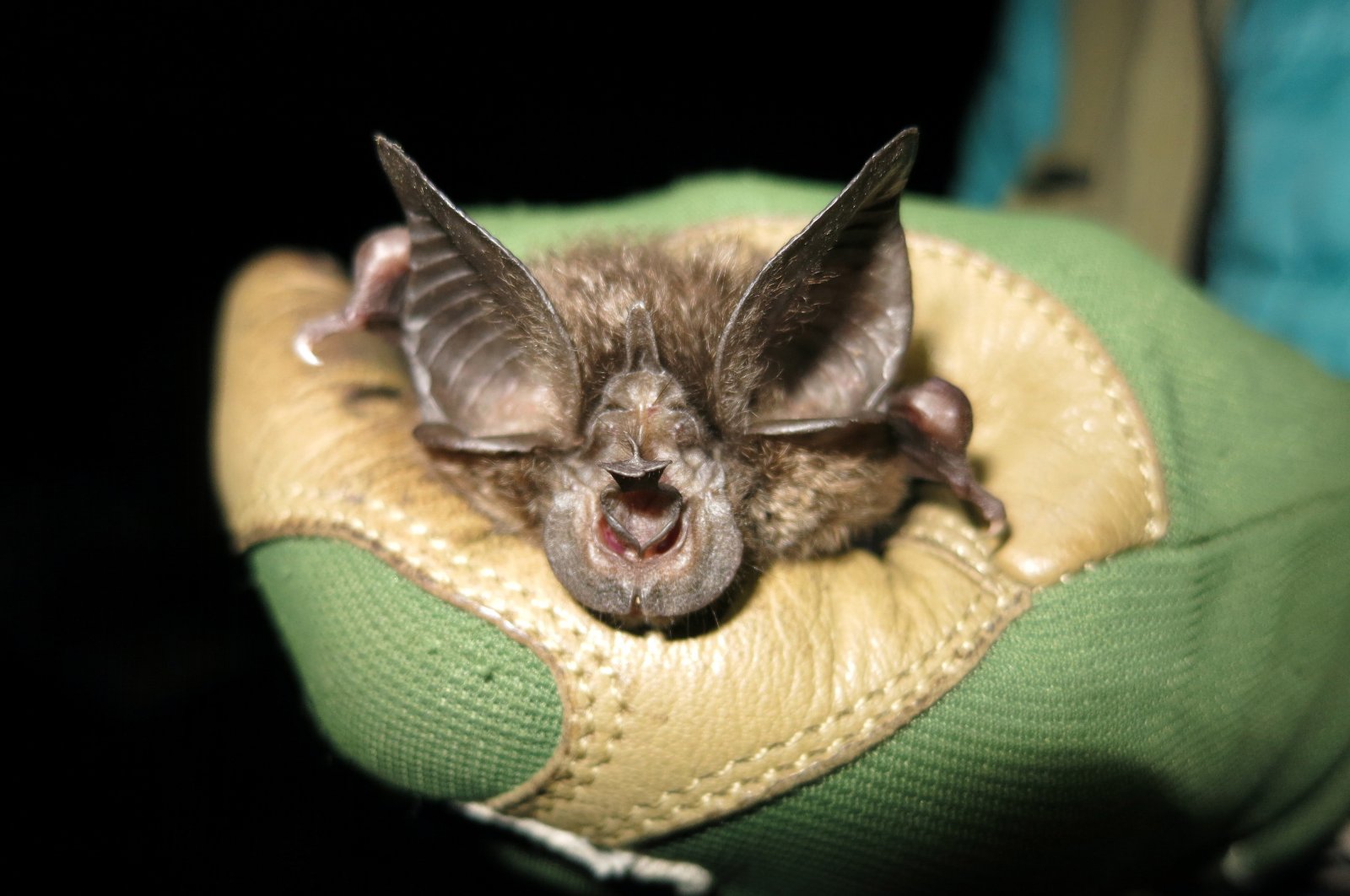 A handout photo made available by the Bat Conservation International organization shows a bat of the species Rhinolophus hilli found in one of the caves in Nyungwe National Park, Nyungwe, Rwanda, March 8, 2022. (EPA Photo)