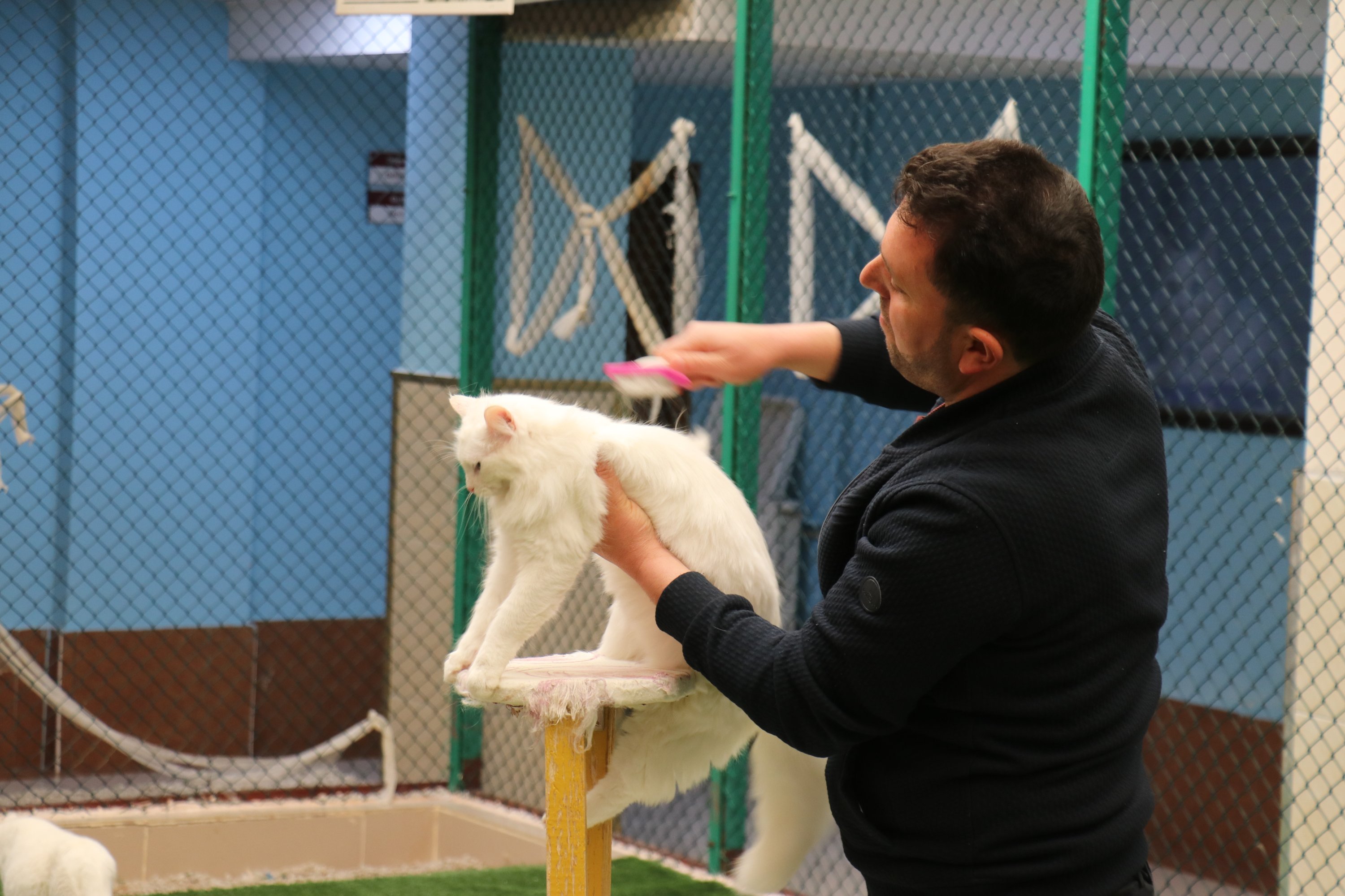 Seorang pekerja menyisir rambut kucing Van di Van Cat Research Center, di Van, Turki timur, 11 Maret 2022. (AA PHOTO)