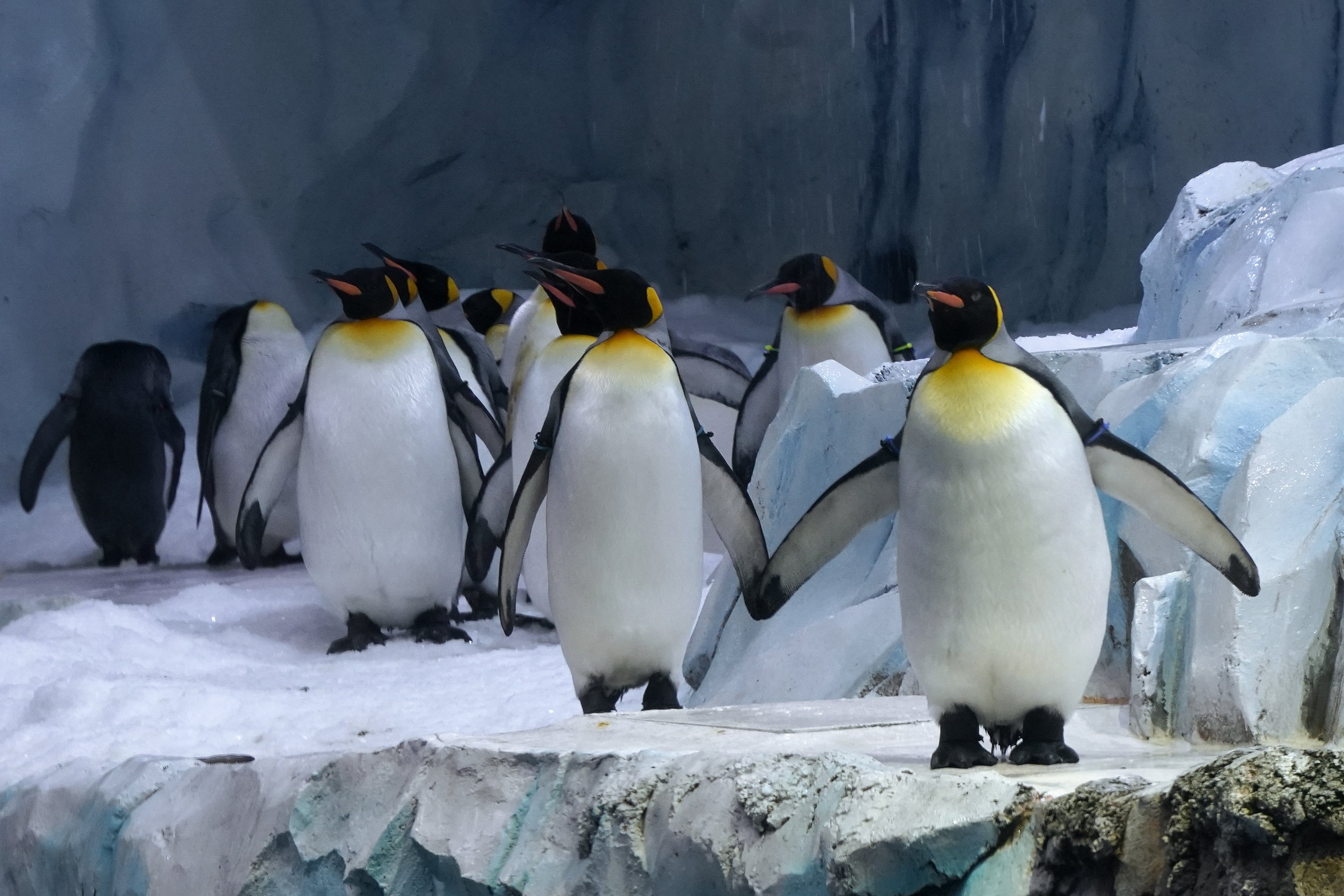 King penguin walk, Michigan, AS, 16 Februari 2022. (AP Photo)