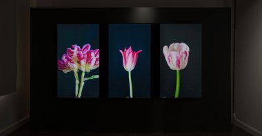 Anna Ridler, "Mosaic Virus." (Courtesy of Kalyon Kültür)