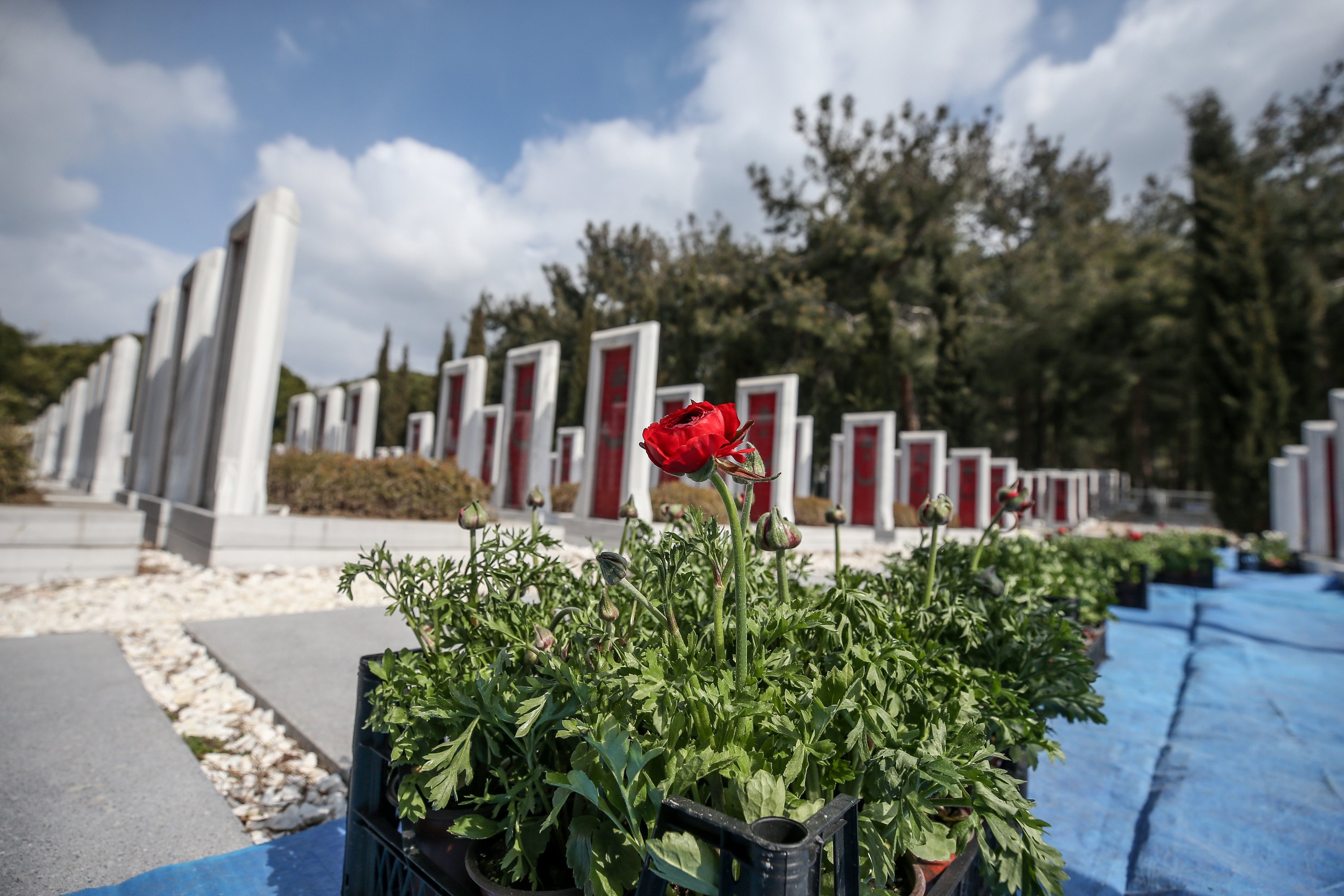 Bunga dengan latar belakang kuburan tentara martir, di anakkale, Turki barat, 13 Maret 2022. (AA Photo)