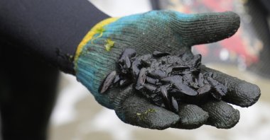 Fisherman Kiefer Taboada shows a handful of mollusks coated with oil waste at Culebras Beach in the Ventanilla district of Callao, Peru, Feb. 24, 2022. (AP File Photo)
