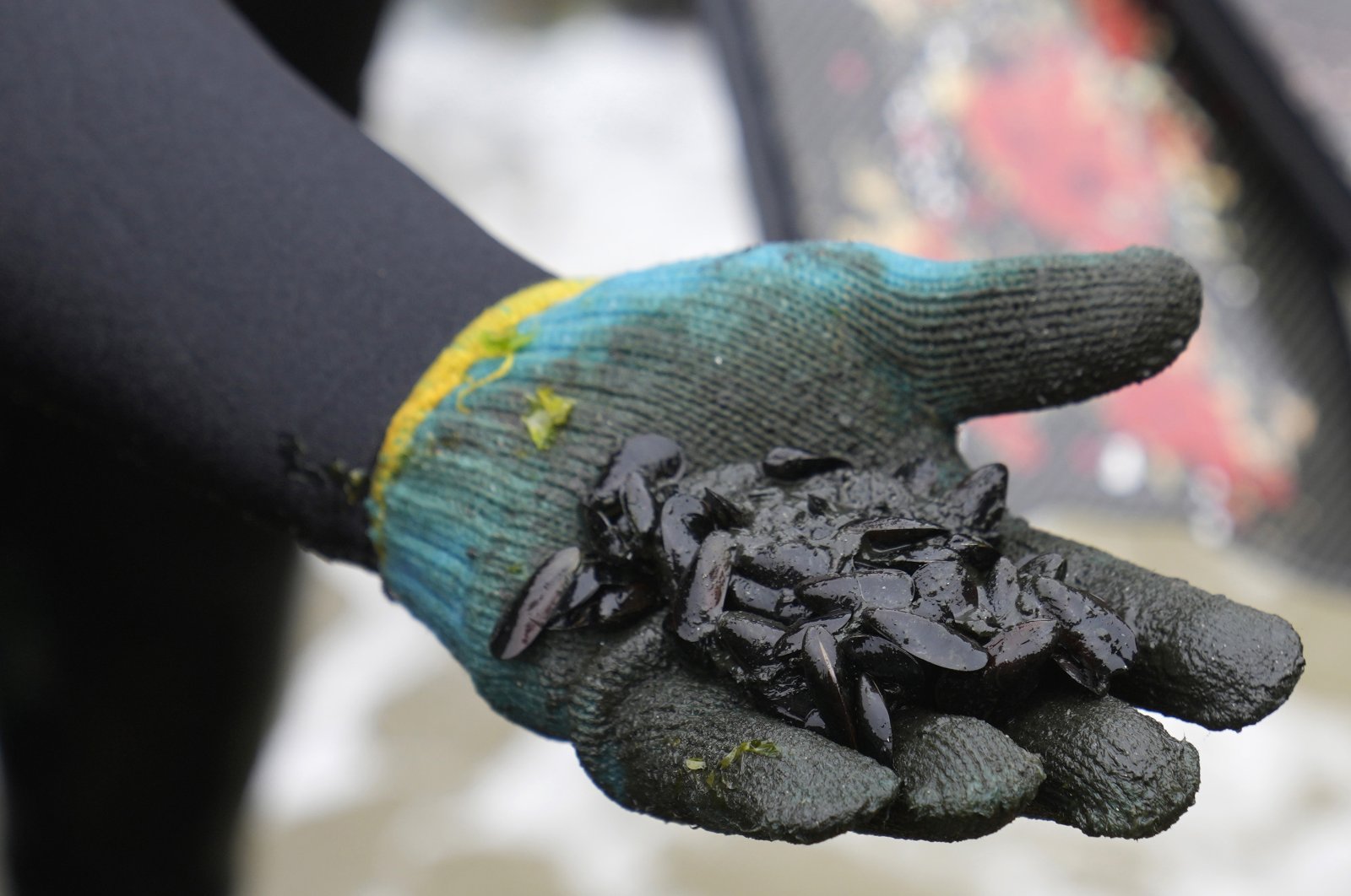 Fisherman Kiefer Taboada shows a handful of mollusks coated with oil waste at Culebras Beach in the Ventanilla district of Callao, Peru, Feb. 24, 2022. (AP File Photo)