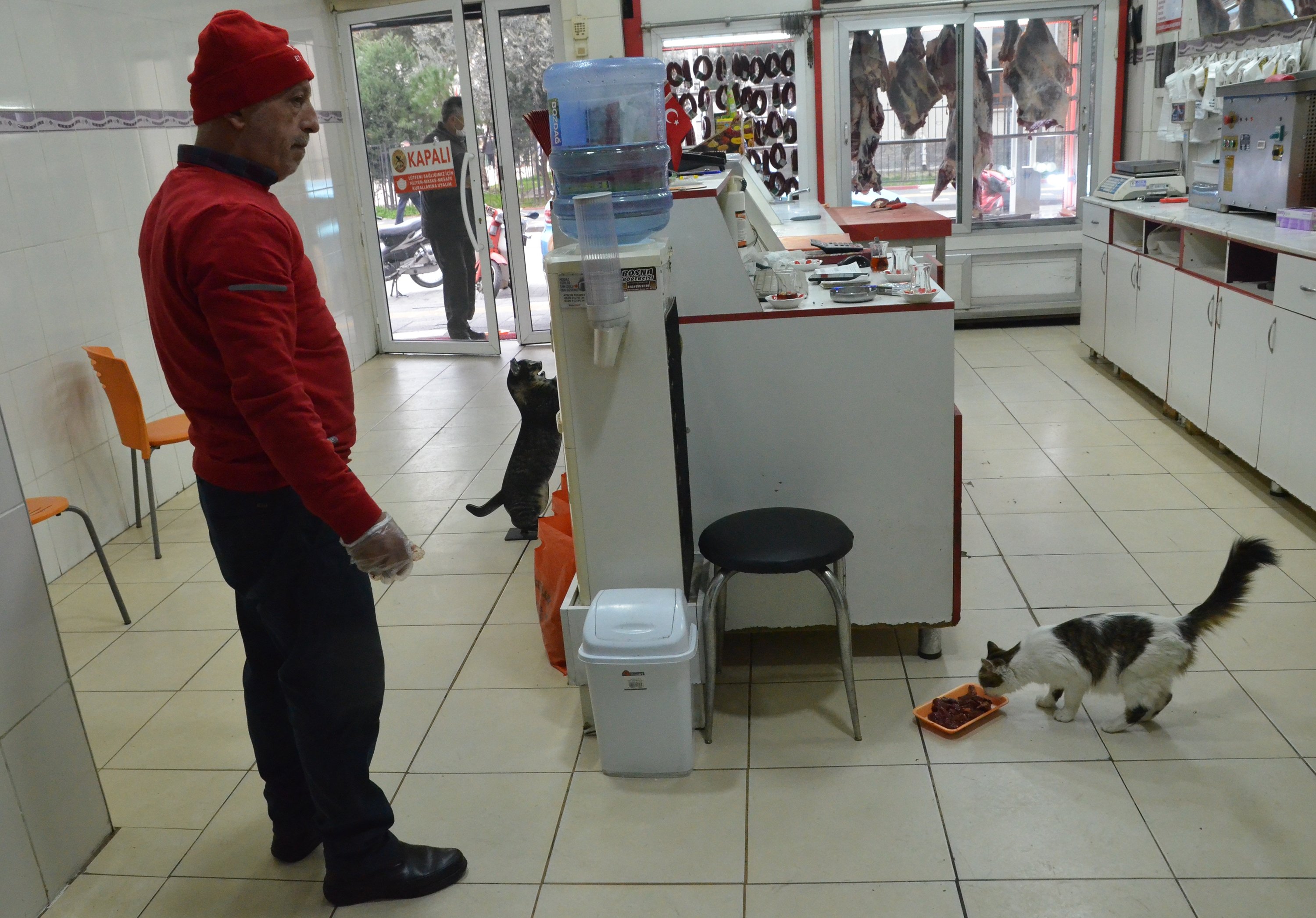 Seekor kucing memakan makanan yang disajikan tukang daging kepadanya sementara yang lain memeriksa produk di latar belakang, di Manisa, Turki barat, 14 Maret 2022. (AA Photo)