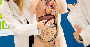 The liver is an indispensable organ and performs many vital tasks. (dpa Photo)