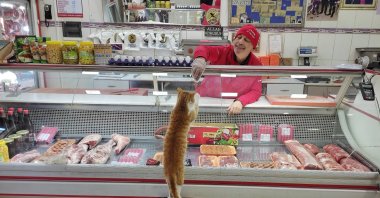 Ikram Korkmazer hands over food to "Sarıkız," the cat in his shop, in Manisa, western Turkey, Mar. 14, 2022. (IHA Photo)