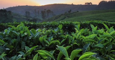 A plantation of tea trees in Uganda. (Shutterstock Photo)