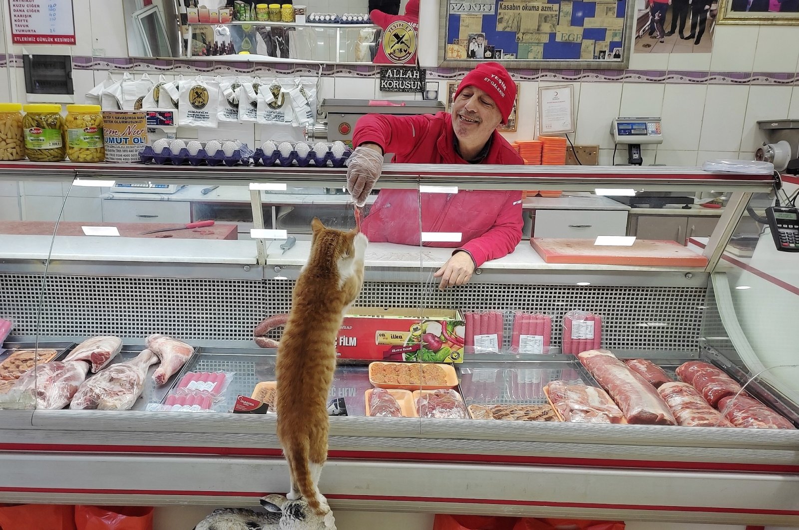 Ikram Korkmazer hands over food to "Sarıkız," the cat in his shop, in Manisa, western Turkey, Mar. 14, 2022. (IHA Photo)