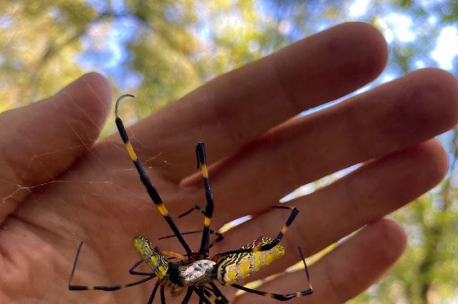 Spiders that hunt in groups synchronise their movement to catch prey