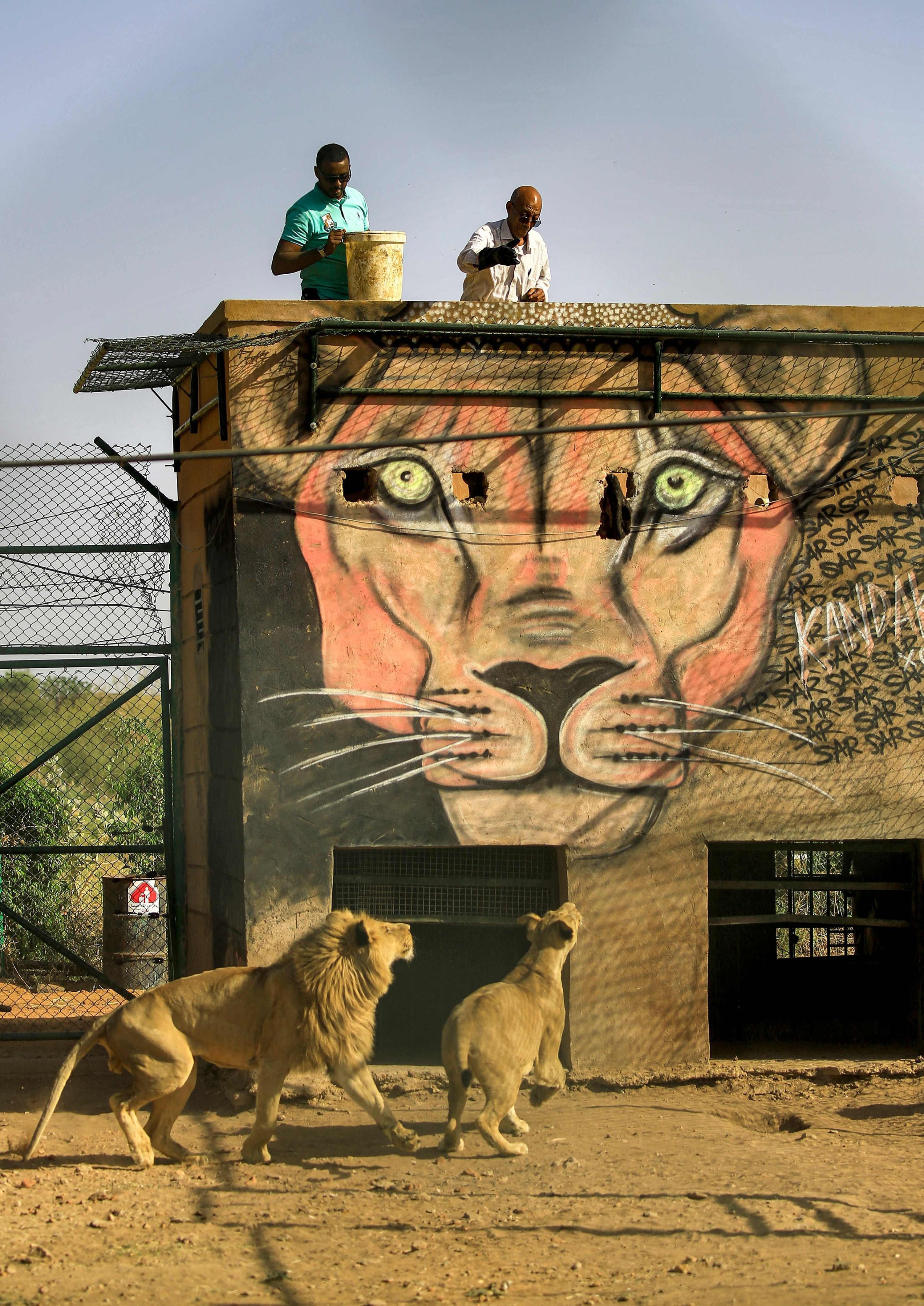 Othman Muhammad Salih, founder of the Sudan Animal Rescue center, feeds a male lion and female lioness in an enclosure at the facility in al-Bageir, south of the capital Khartoum, Sudan, Feb.  28, 2022. (AFP Photo)