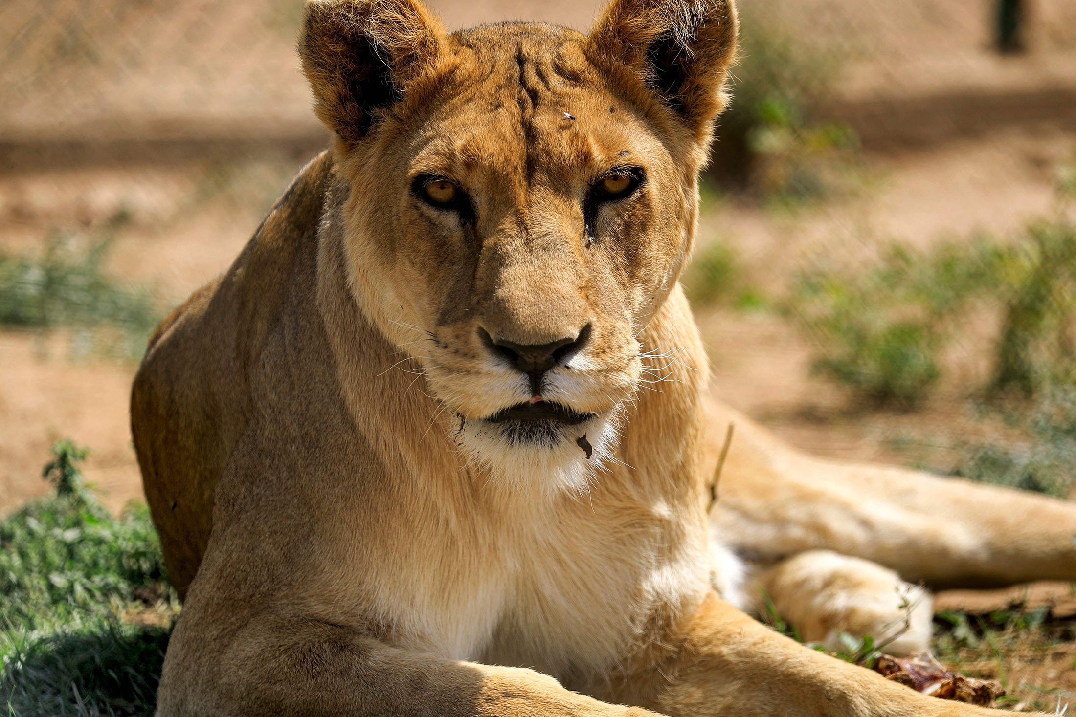 Lion Kings and Queens roar once again with life in Sudan sanctuary | Daily  Sabah