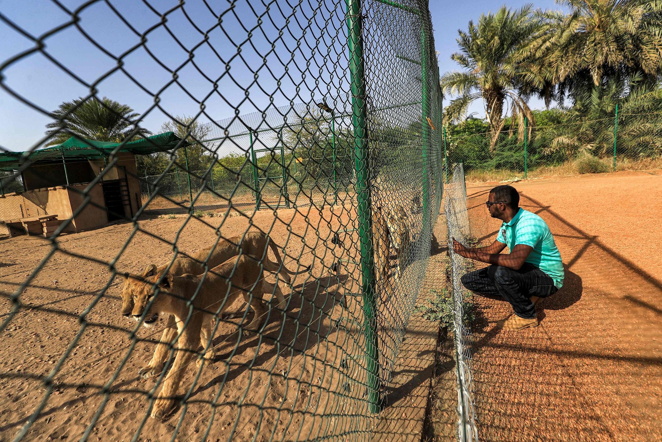 Othman Muhammad Salih, founder of the Sudan Animal Rescue center, sits behind the fence of a lion enclosure at the facility in al-Bageir, south of the capital Khartoum, Sudan, Feb.  28, 2022. (AFP Photo)