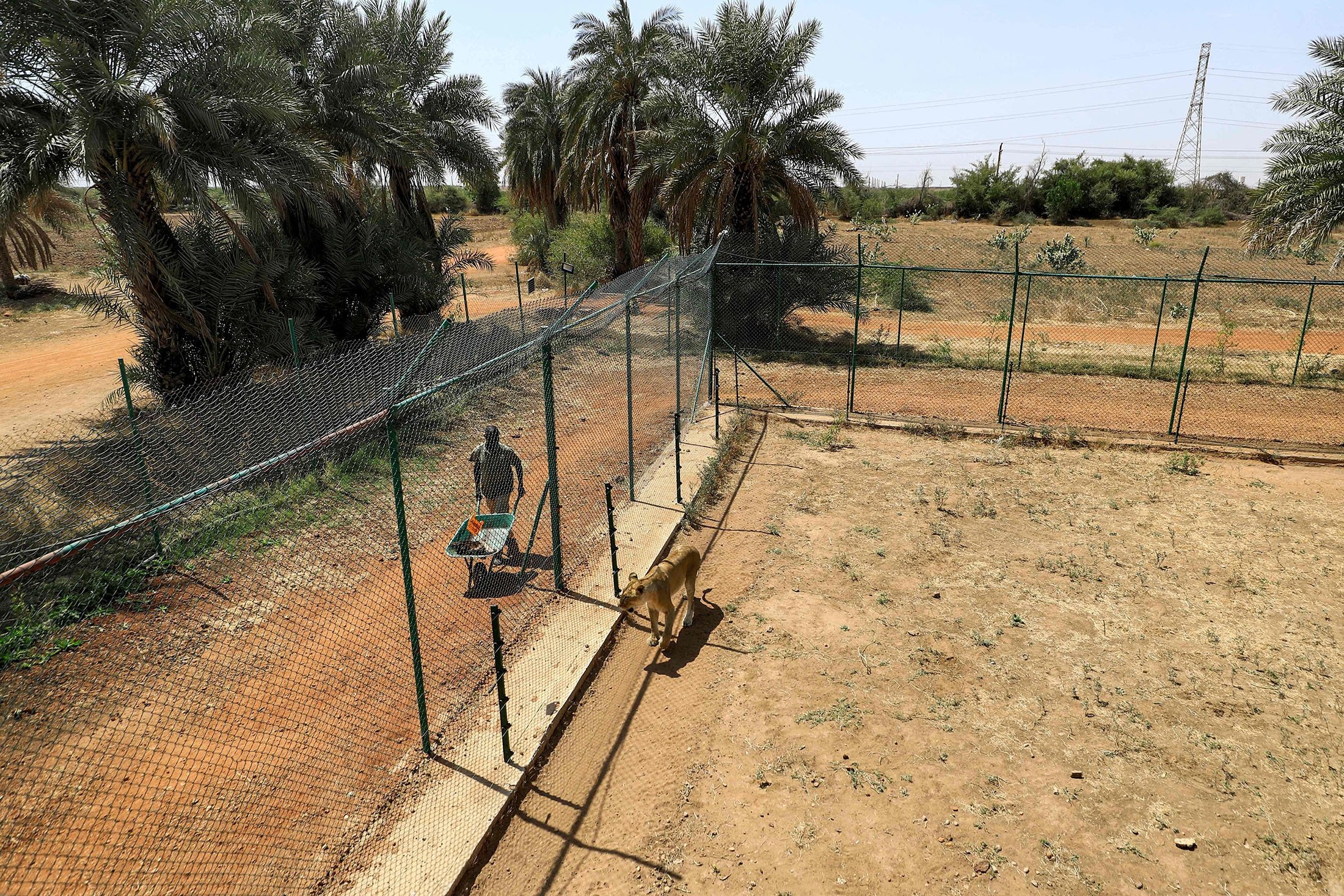 A lioness follows an animal keeper carrying food in a wheelbarrow from behind the fence of an enclosure at the Sudan Animal Rescue center in al-Bageir, south of the capital Khartoum, Sudan, Feb.  28, 2022. (AFP Photo)