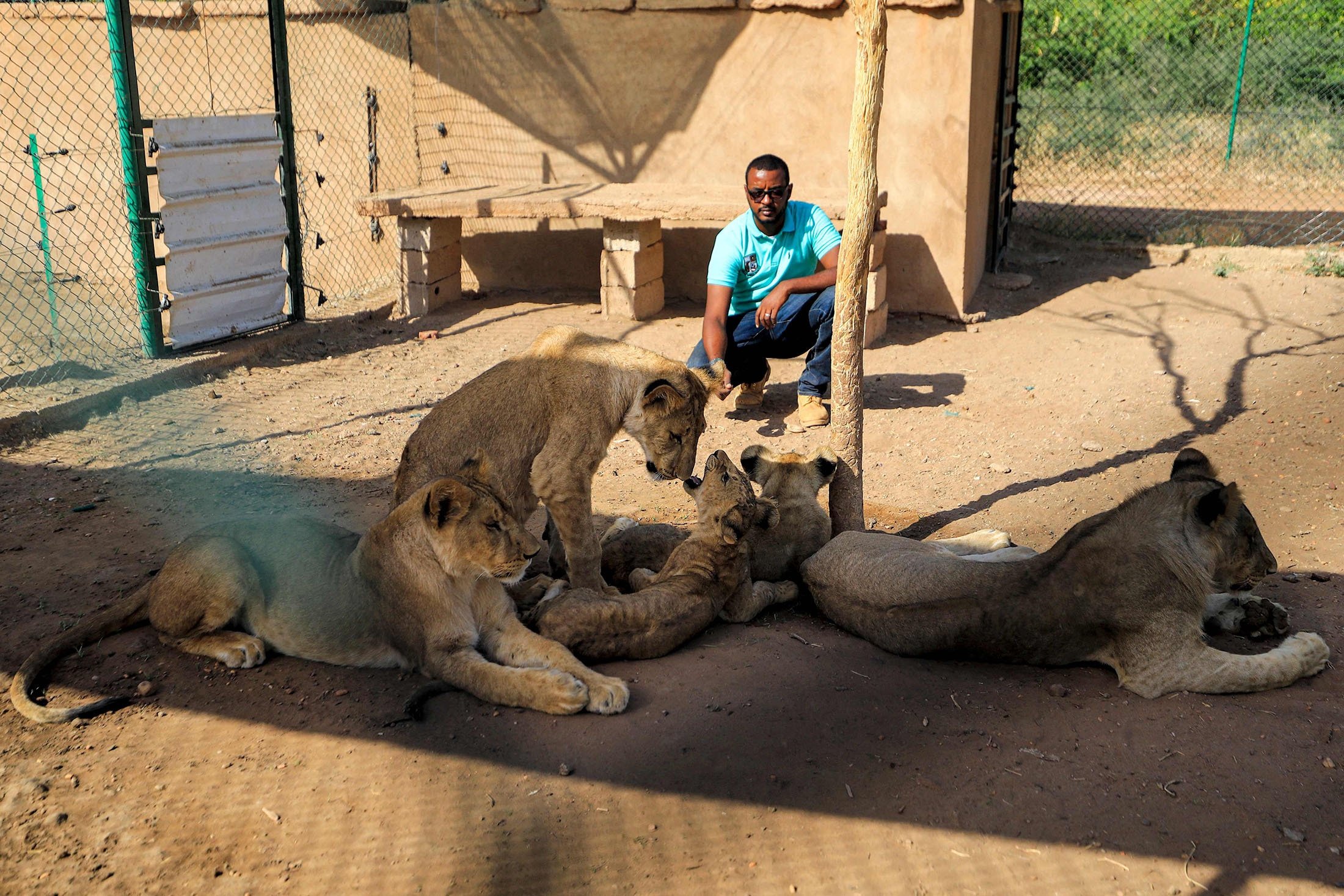 Othman Muhammad Salih, founder of the Sudan Animal Rescue center, sits close to lionesses and cubs at the facility in al-Bageir, south of the capital Khartoum, Sudan, Feb.  28, 2022. (AFP Photo)