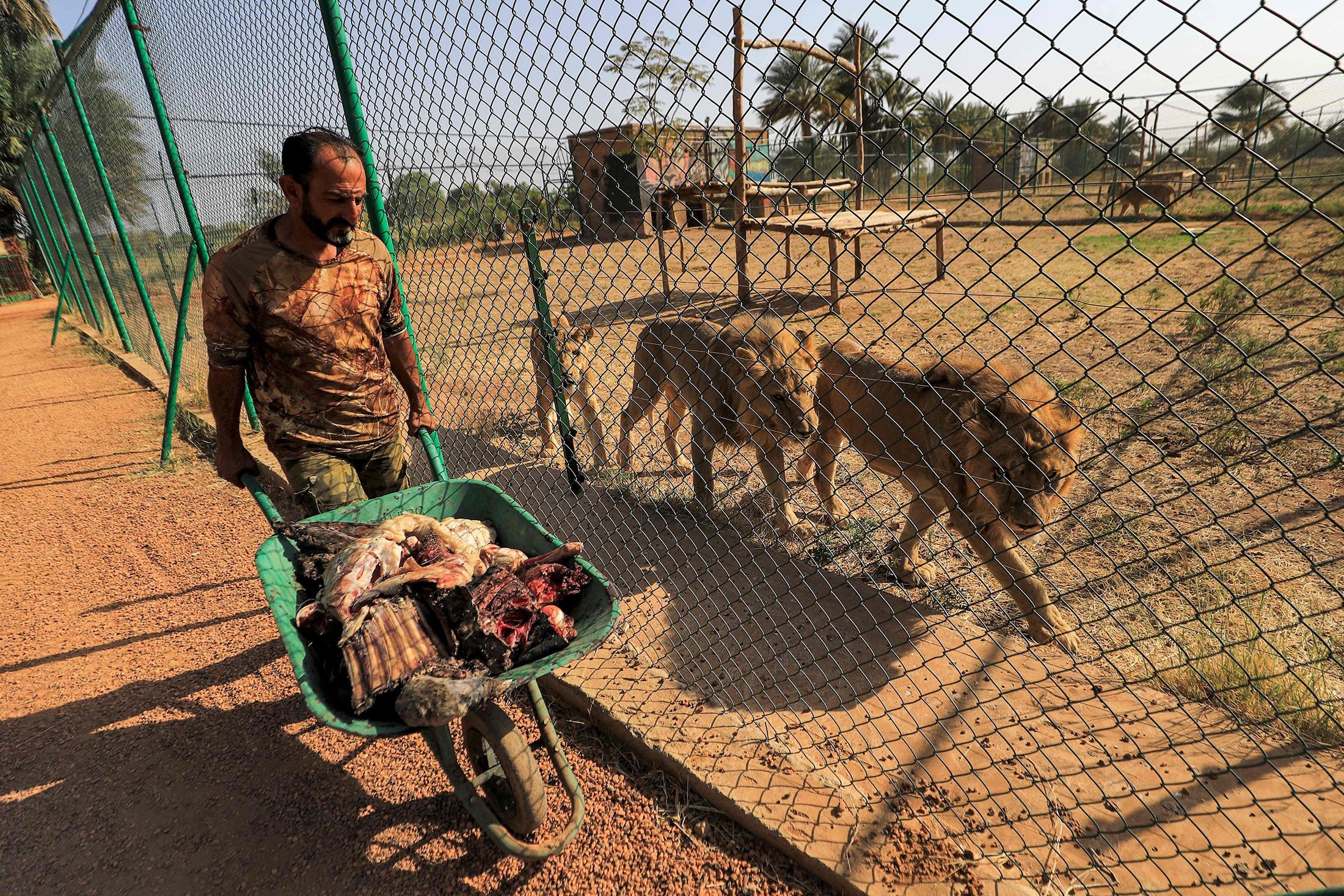 Male lions and female lionesses follow an animal keeper carrying food in a wheelbarrow from behind the fence of an enclosure at the Sudan Animal Rescue center in al-Bageir, south of the capital Khartoum, Sudan, Feb.  28, 2022. (AFP Photo)