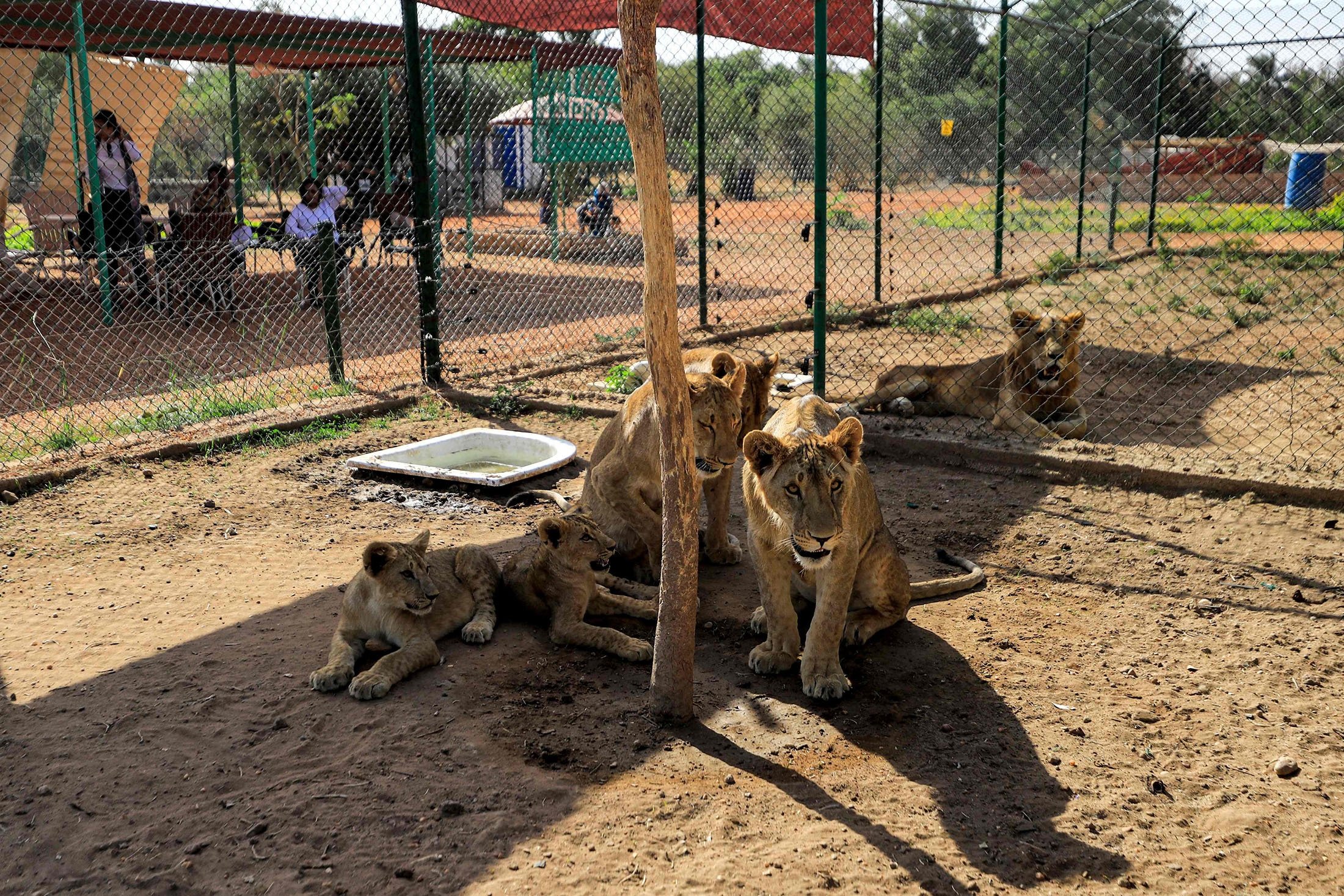 A lioness and cubs sit in an enclosure at the Sudan Animal Rescue center in al-Bageir, south of the capital Khartoum, Sudan, Feb.  28, 2022. (AFP Photo)