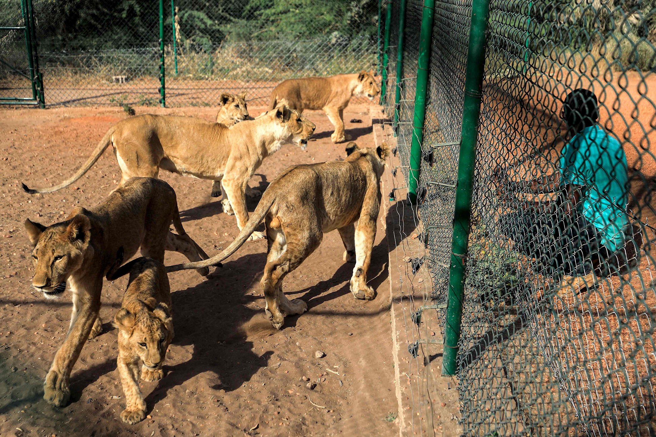 Othman Muhammad Salih, founder of the Sudan Animal Rescue center, sits behind the fence of a lion enclosure at the facility al-Bageir, south of the capital Khartoum, Sudan, Feb.  28, 2022. (AFP Photo)