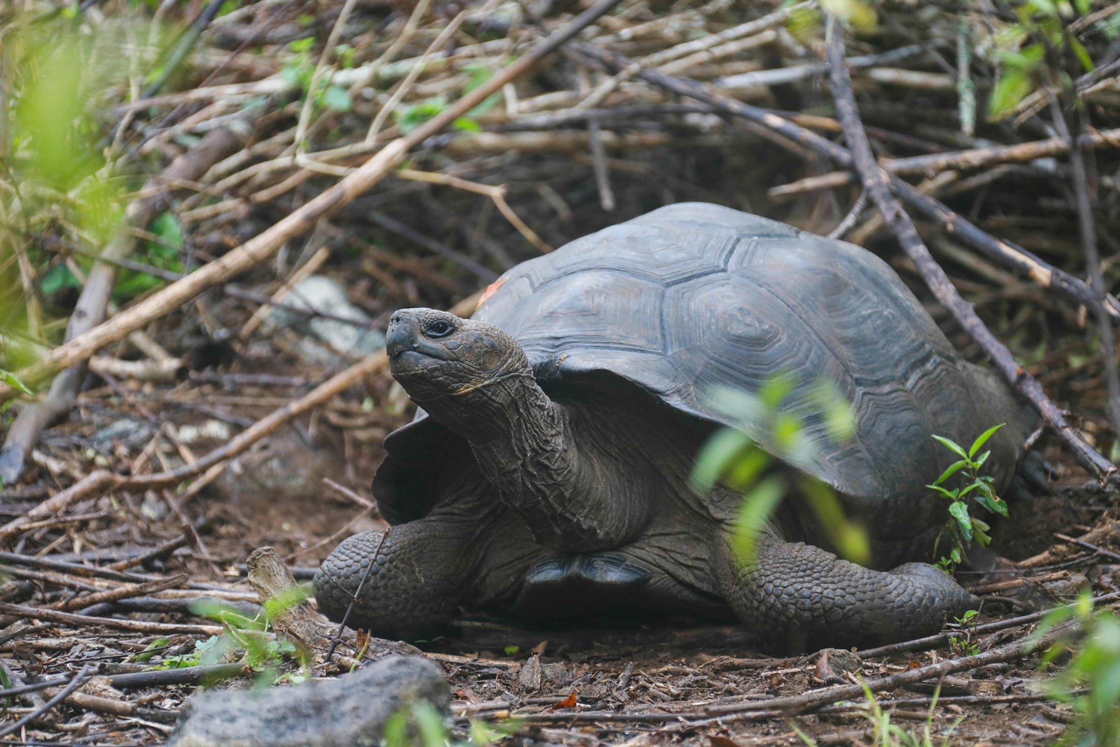 Seekor kura-kura, yang sebelumnya diidentifikasi sebagai Chelonoidis chathamensis, terlihat di pulau San Cristobal, Kepulauan Galapagos, Ekuador, 12 September 2018. (Foto Reuters)