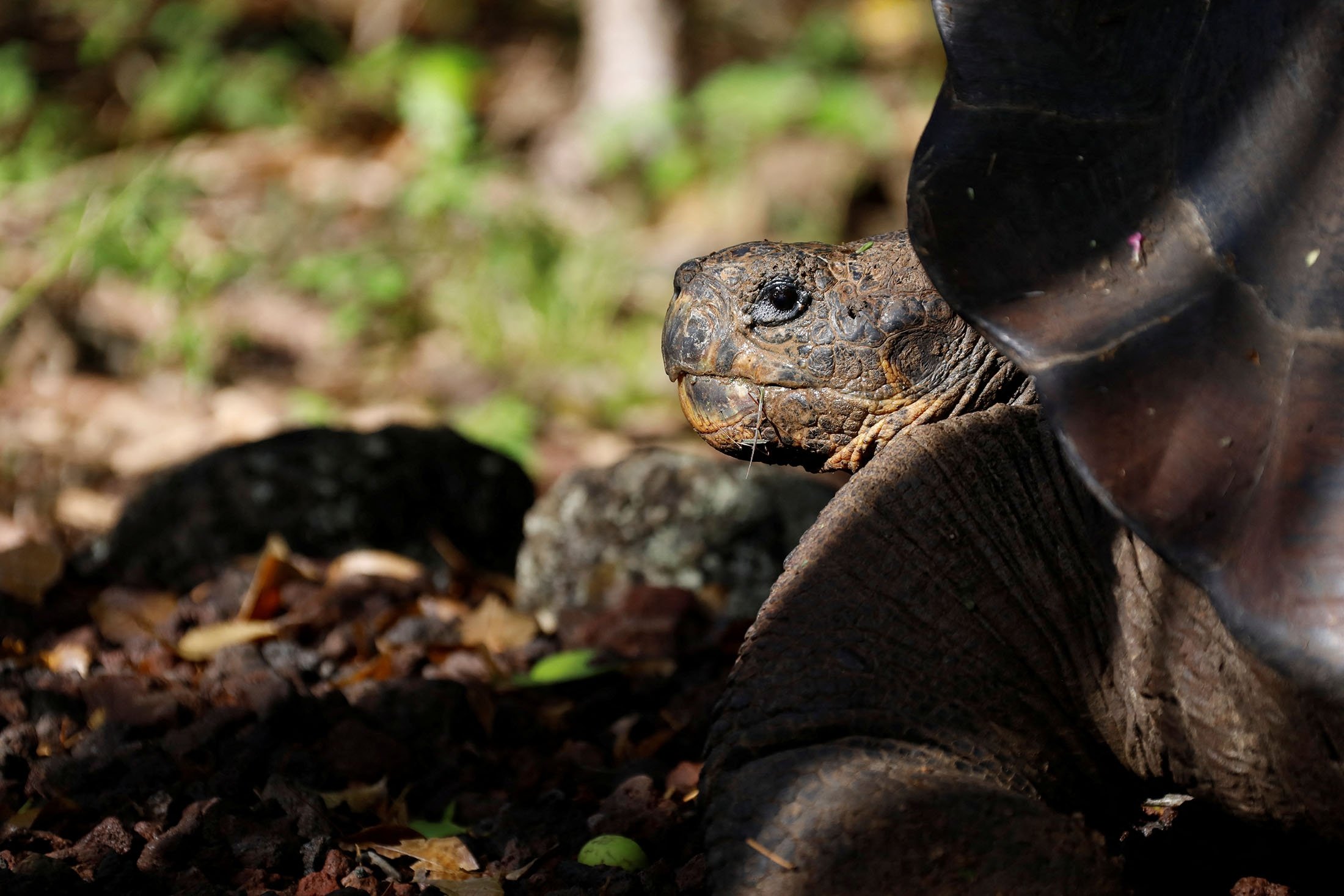 Seekor kura-kura, yang sebelumnya diidentifikasi sebagai Chelonoidis chathamensis, terlihat di pulau San Cristobal, Kepulauan Galapagos, Ekuador, 13 Februari 2019. (Foto Reuters)