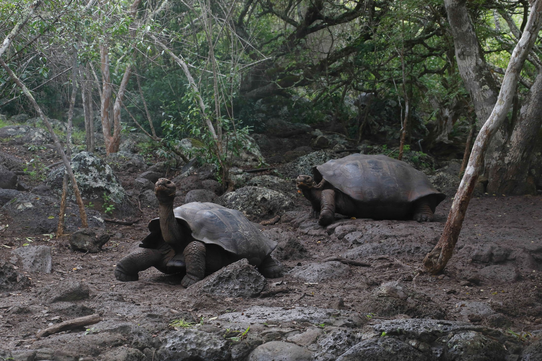Kura-kura, yang sebelumnya diidentifikasi sebagai Chelonoidis chathamensis, terlihat di pulau San Cristobal, Kepulauan Galapagos, Ekuador, 12 September 2018. (Foto Reuters)