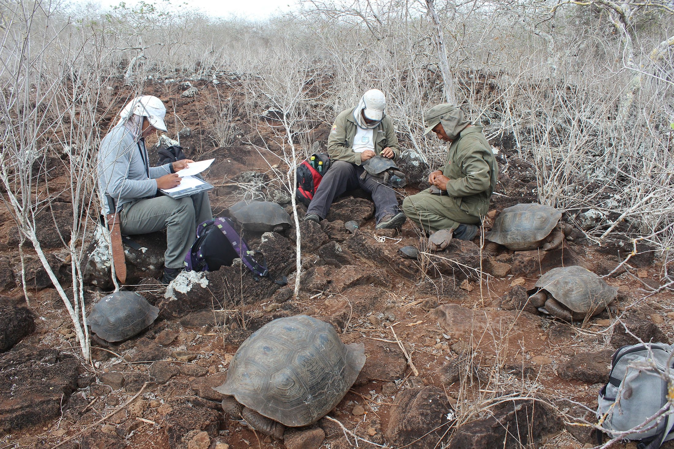 Penyelidik mengukur kura-kura selama sensus, di pulau San Cristobal, Kepulauan Galapagos, Ekuador, 12 November 2016. (Foto Reuters)
