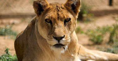 A lioness looks on in an enclosure at the Sudan Animal Rescue center in al-Bageir, south of the capital Khartoum, Sudan, Feb. 28, 2022. (AFP Photo)
