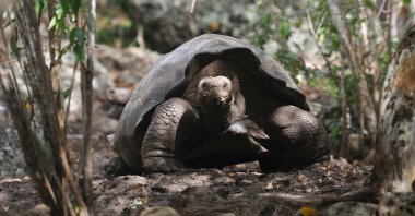 A tortoise, previously identified as Chelonoidis chathamensis, is pictured on the island of San Cristobal, Galapagos Islands, Ecuador, Jan. 16, 2019. (Reuters Photo)