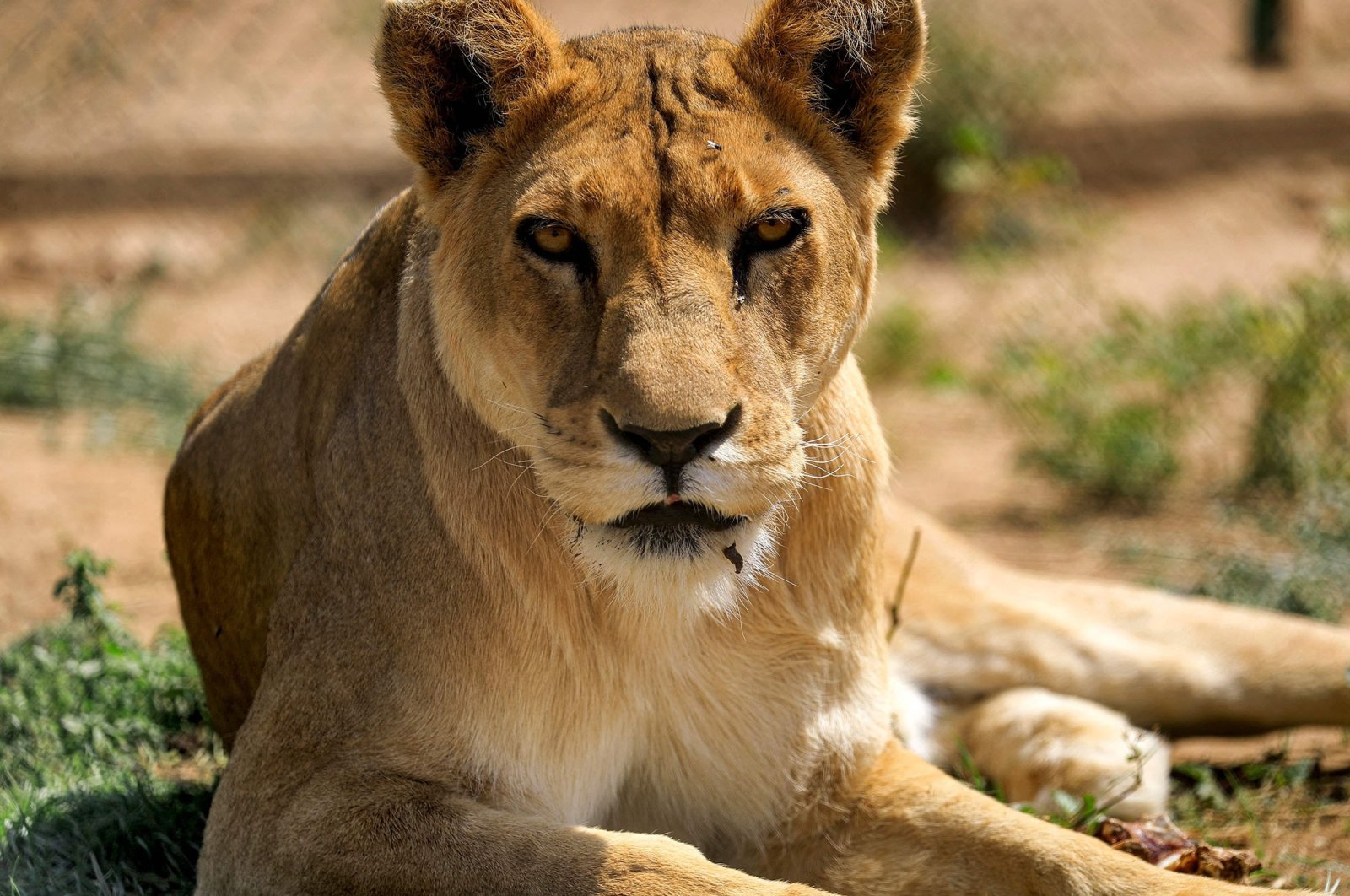A lioness looks on in an enclosure at the Sudan Animal Rescue center in al-Bageir, south of the capital Khartoum, Sudan, Feb. 28, 2022. (AFP Photo)