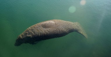 A manatee floats in the warm water of a Florida Power &amp; Light discharge canal, Fort Lauderdale, Florida, U.S., Jan. 31, 2022. (AP File Photo)
