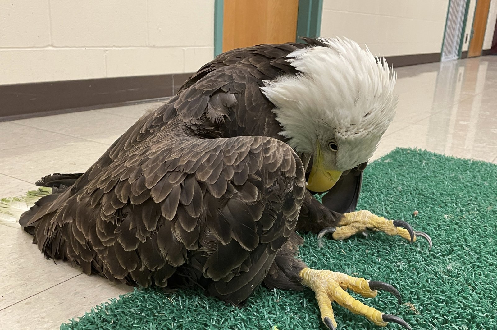 This undated photo provided by the Raptor Center, University of Minnesota shows a lead-poisoned bald eagle in Saint Paul, Minnesota, U.S. (AP Photo)