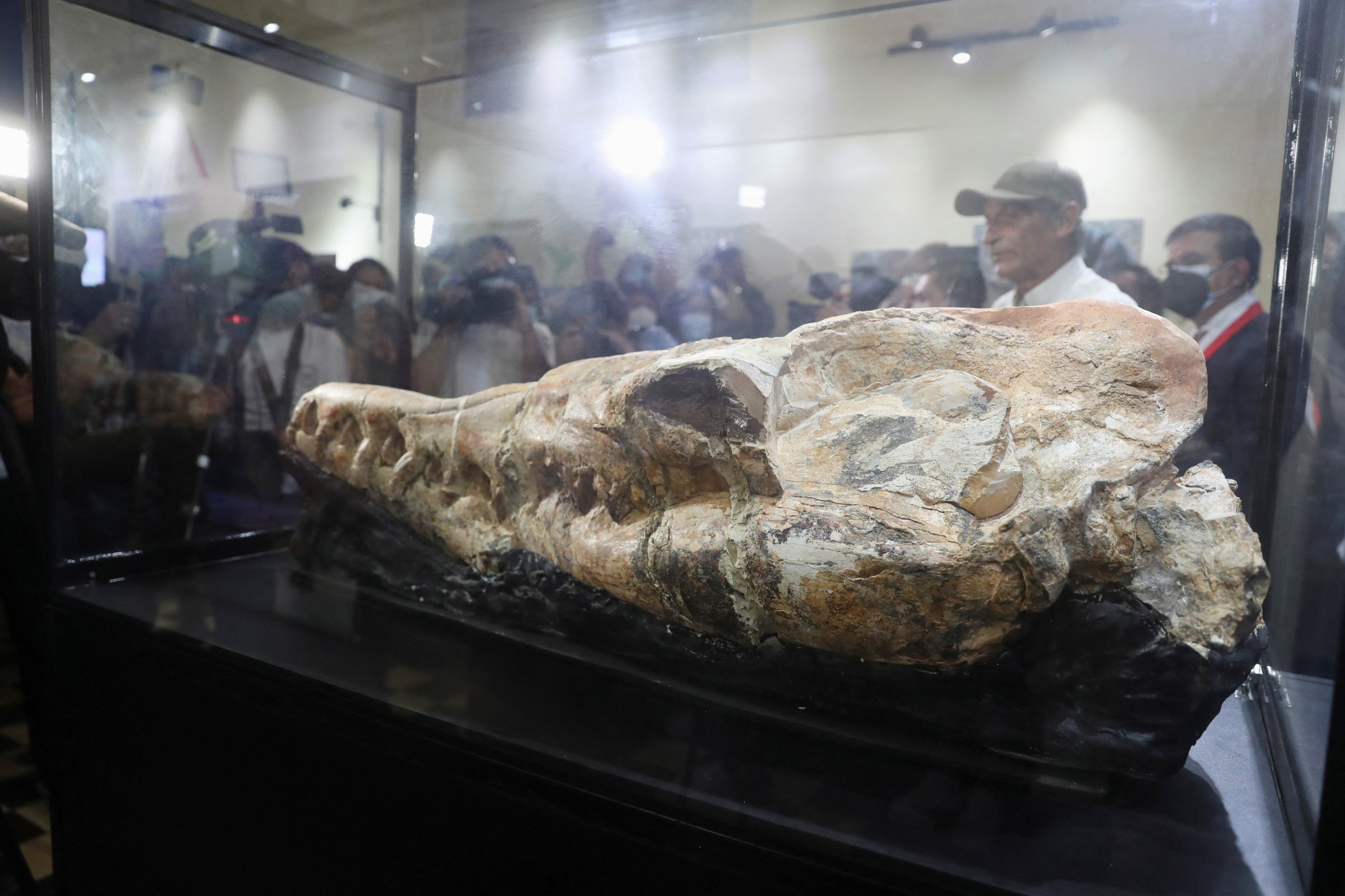 Anggota media mengumpulkan sekitar fosil paus Basilosaurus berusia 36 juta tahun yang ditemukan di gurun Ocucaje, di Museum of Natural History, Lima, Peru, 17 Maret 2022. (Foto Reuters)