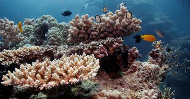 Reef fish swim above recovering coral colonies on the Great Barrier Reef off the coast of Cairns, Australia, Oct. 25, 2019. (Reuters File Photo)