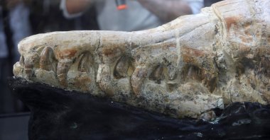 A Basilosaurus whale fossil dating back 36 million years is displayed at the Museum of Natural History after its discovery in the Ocucaje desert, Lima, Peru, March 17, 2022. (Reuters Photo)