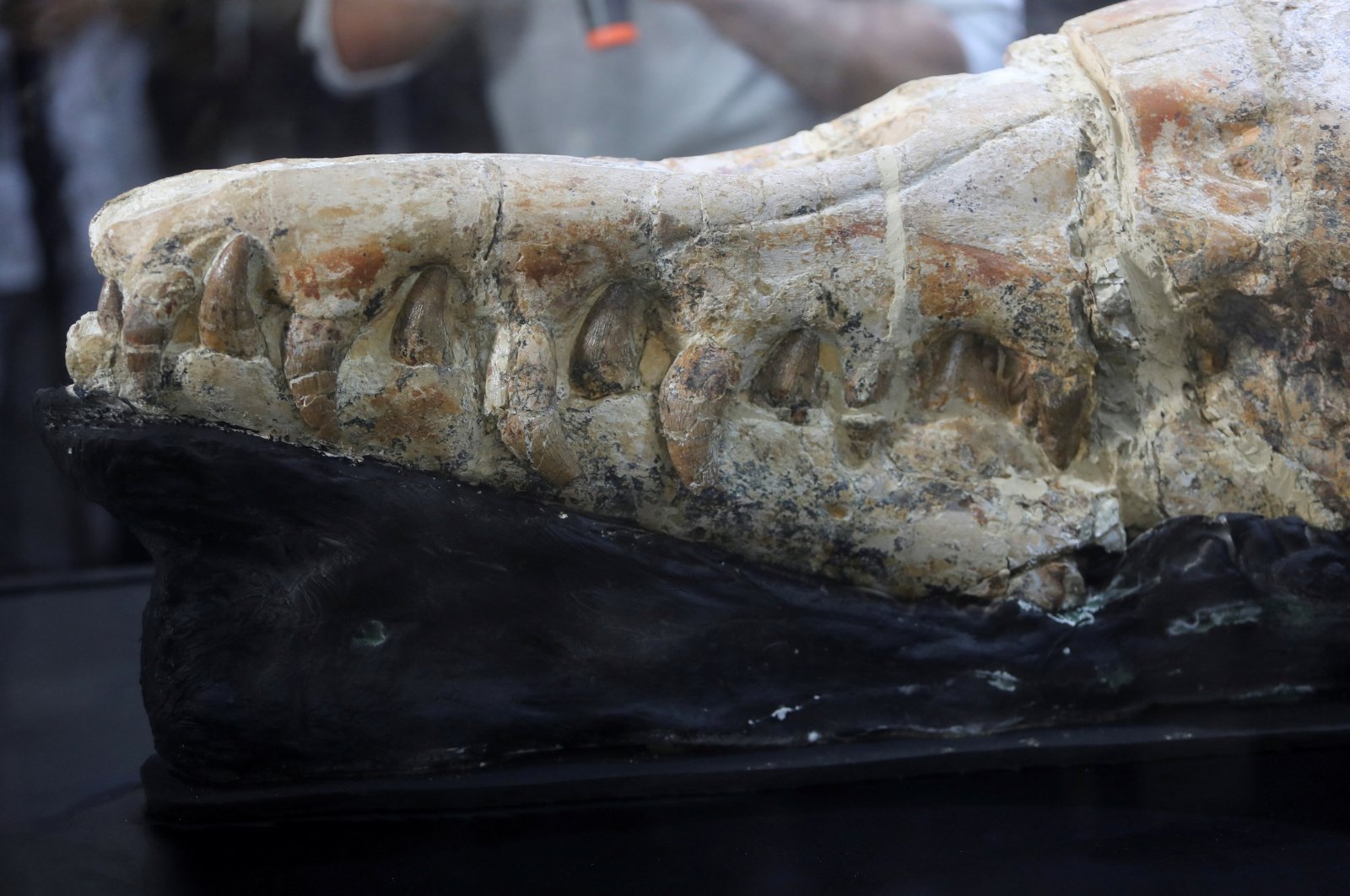 Peru mengungkap fosil paus purba yang ditemukan tahun lalu di gurun