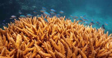 A school of fish swim above a staghorn, or Acropora cervicornis, coral colony as it grows on the Great Barrier Reef off the coast of Cairns, Australia, Oct. 25, 2019. (Reuters Photo)