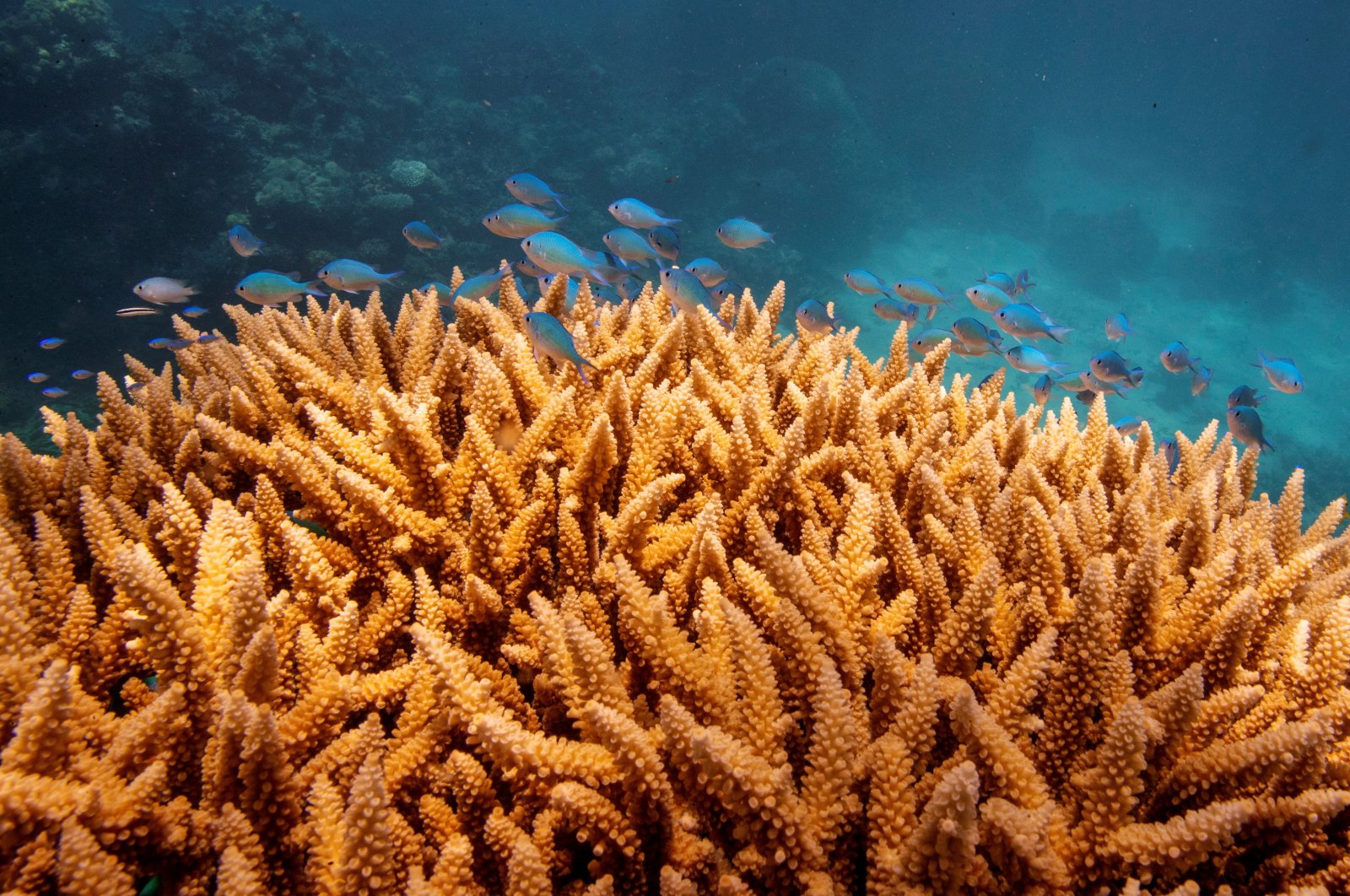 Pemanasan lautan mengancam Great Barrier Reef, membuatnya ‘dalam bahaya’
