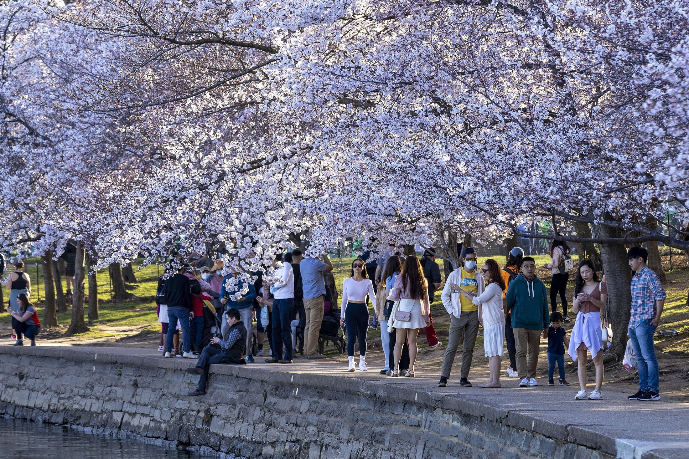 Washington's cherry blossoms in full bloom | Daily Sabah