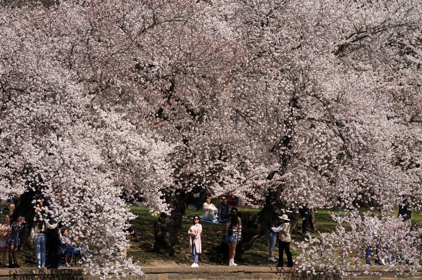Bunga sakura Washington mekar penuh
