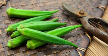 Fresh harvested okra on bamboo tray and pruning scissors. (Shutterstock Photo)