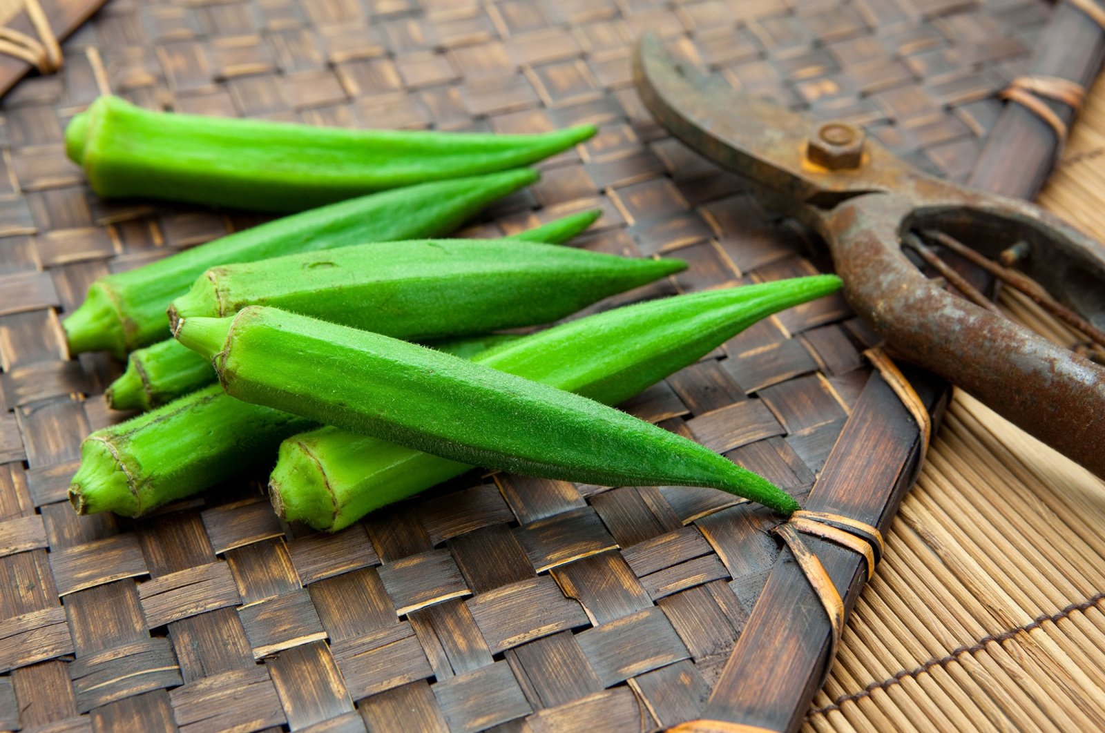 Fresh harvested okra on bamboo tray and pruning scissors. (Shutterstock Photo)