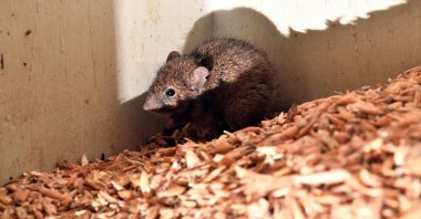 A mouse feeds on grains in a wheat hold on Col Tink's farmland in the New South Wales' agricultural hub of Dubbo, Australia, June 1, 2021. (AFP Photo)