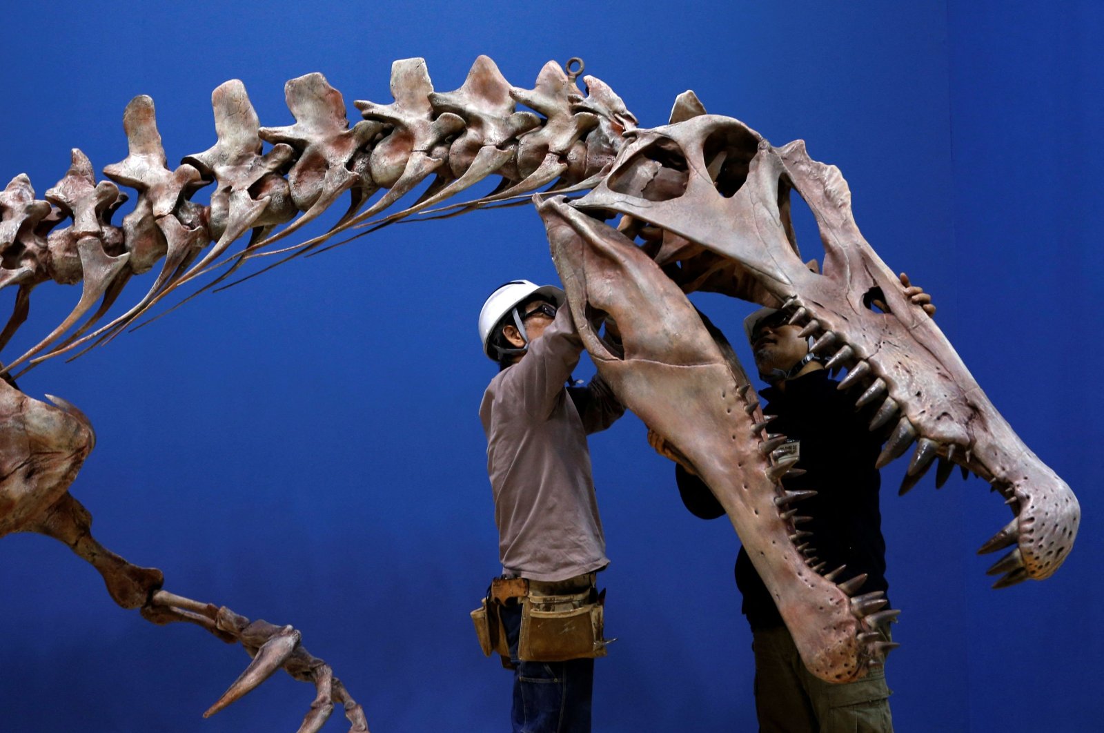 Workers adjust a Spinosaurus skeleton replica during a preparation and media preview for the Dinosaur EXPO at the National Museum of Nature and Science in Tokyo, Japan, March 1, 2016. (Reuters Photo)