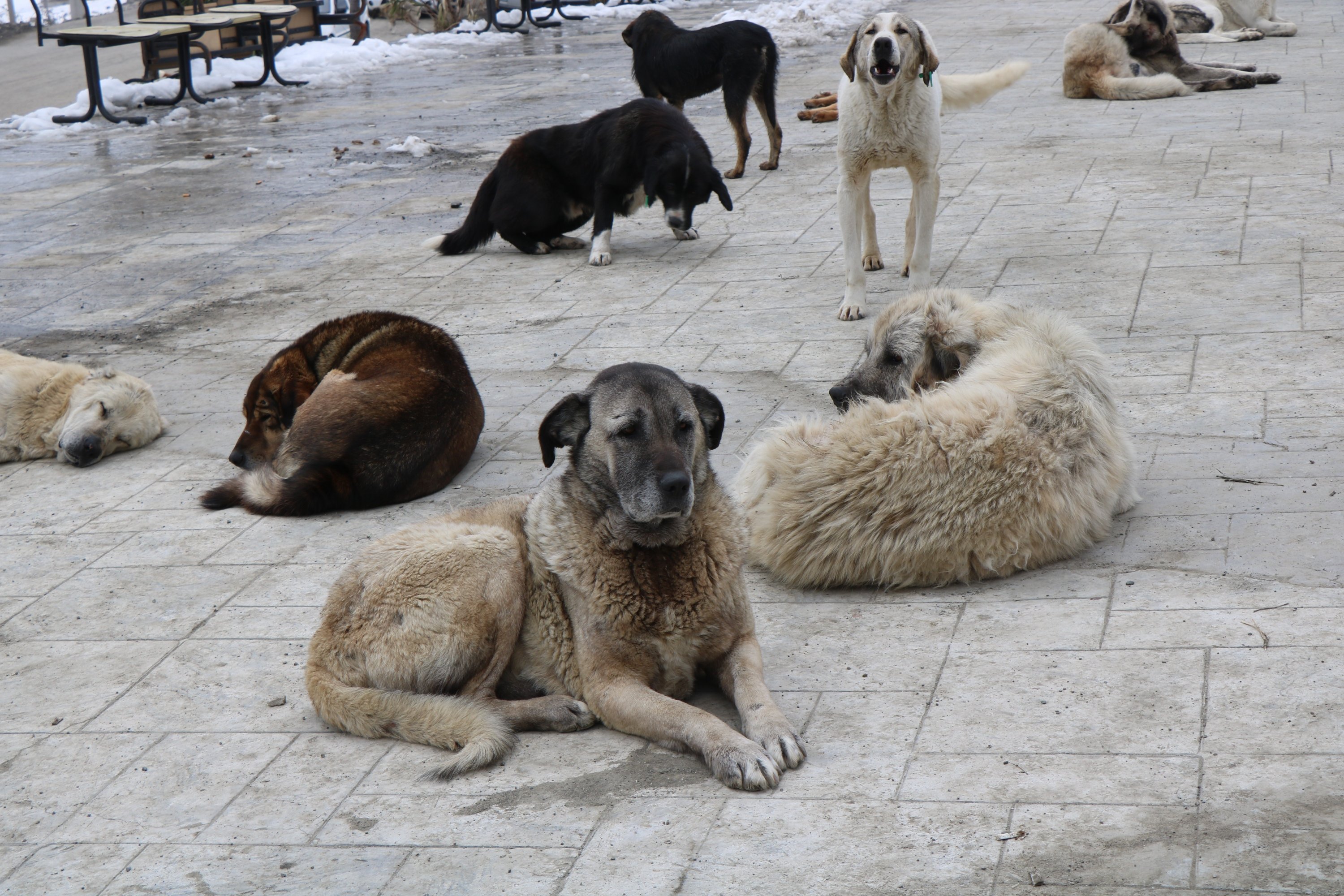 Dangerous Stray Dogs